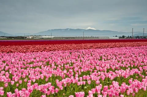 Tulips Stock Photos
