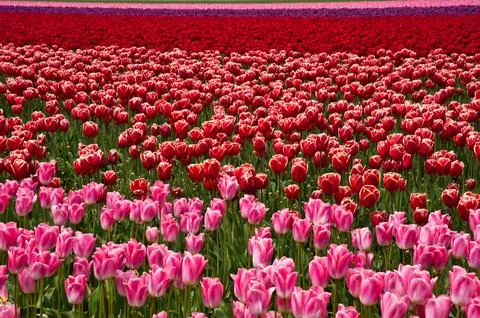 Tulips Stock Photos