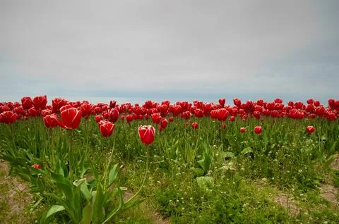 Tulips Stockfoto's