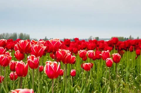 Tulips 库存照片
