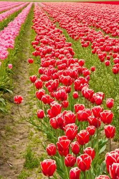 Tulips Stock Photos