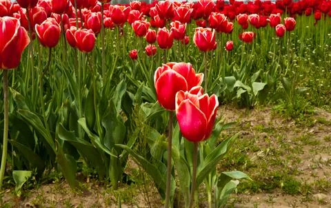 Tulips 库存照片