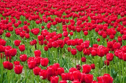 Tulips Stock Photos
