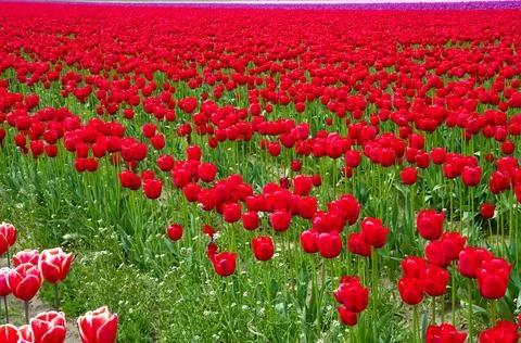 Tulips Stock Photos