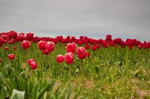 Tulips Stockfoto's