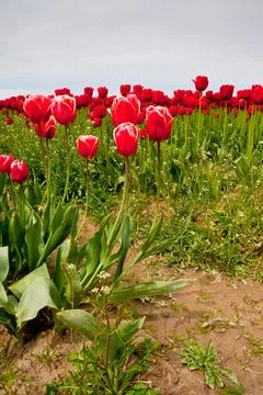 Tulips Stock Photos