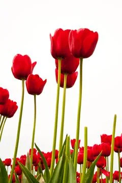 Tulips Foto stock