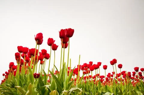 Tulips Stock Photos