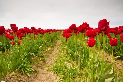 Tulips Stockfoto's