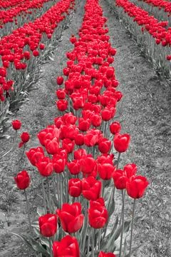 Tulips 库存照片