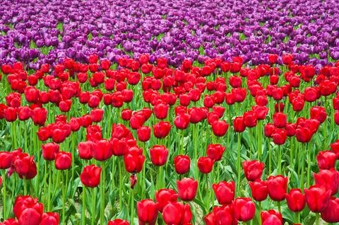 Tulips Stock Photos