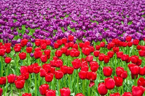 Tulips Stock Photos