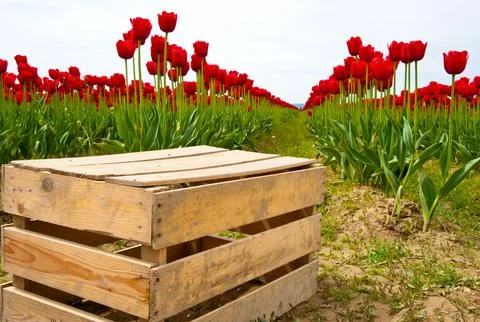Tulips Stock Photos
