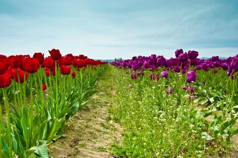 Tulips Stock Photos