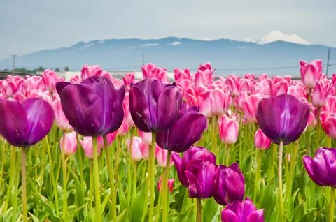 Tulips Stock Photos