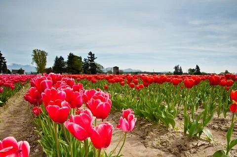 Tulips Stock Photos