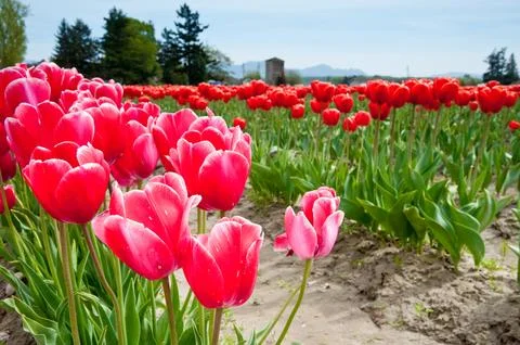 Tulips Stock Photos
