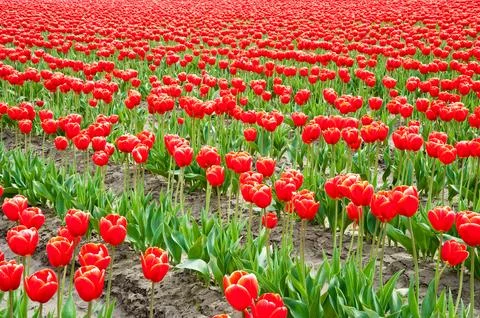 Tulips Stock Photos