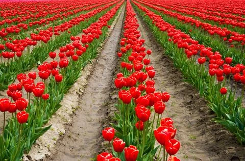 Tulips Foto stock