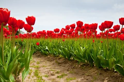 Tulips Stock Photos