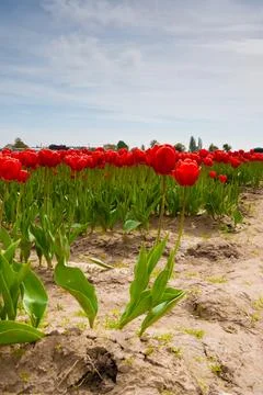 Tulips Stock Photos