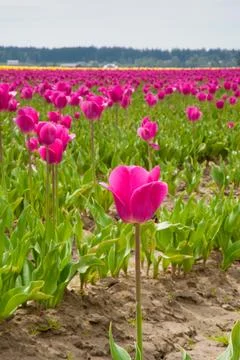 Tulips Stock Photos