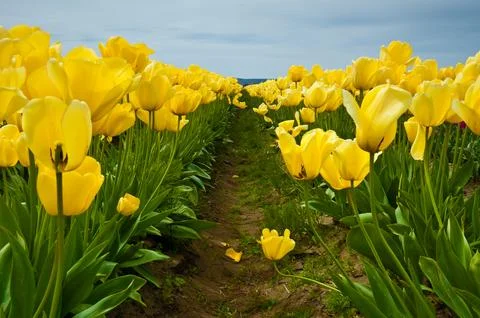 Tulips Stock Photos