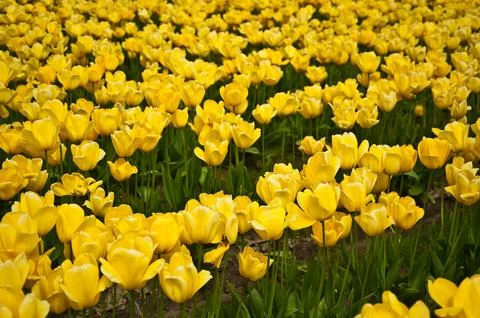 Tulips Фото