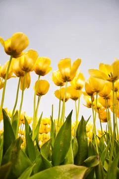 Tulips Stock Photos