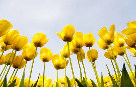 Tulips Stock Photos