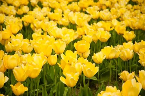 Tulips Stockfoto's