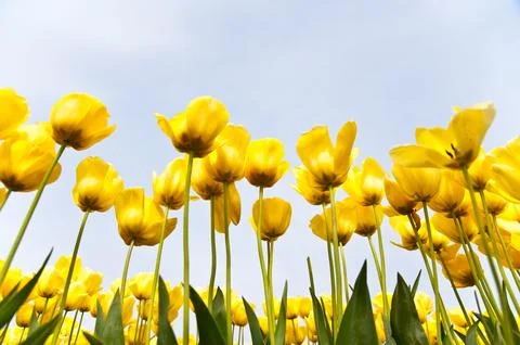 Tulips Foto stock