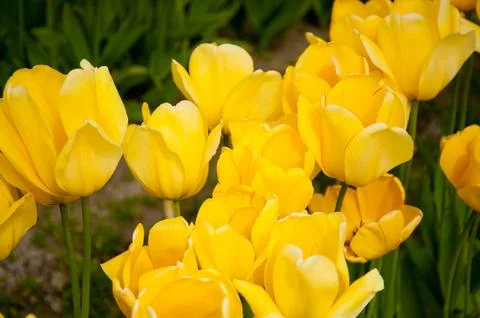 Tulips Stock Photos