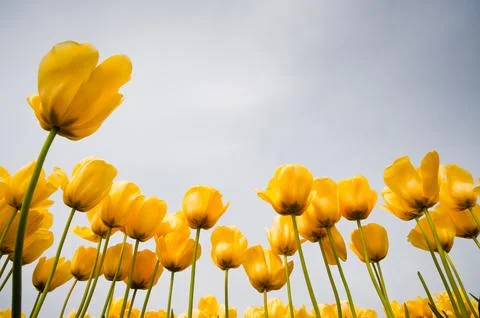 Tulips Фото
