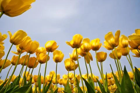 Tulips Stockfoto's