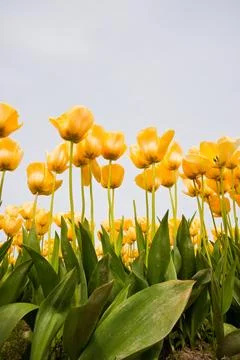 Tulips Stock Photos