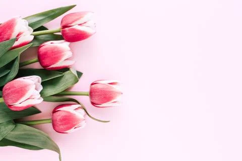 Tulips on pink background. Stock Photos