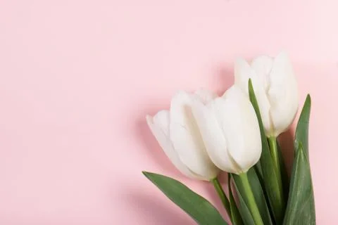 Tulips on the pink background Stock Photos