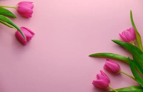 Tulips on pink background topdown view, copyspace at middle, holiday concept Stock Photos