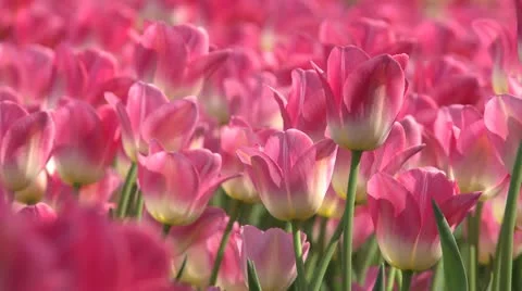Tulips Pink (close-up) Stock-Footage 10883975