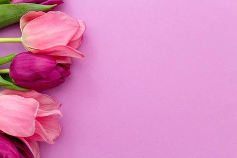 Tulips on a pink spring background. Foto stock