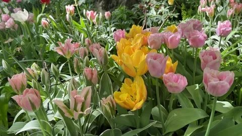 Tulips pink yellow flowers Video stock 274031553