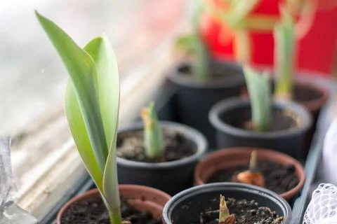 Tulips in pots growing on window, spring indoor floral composition Stock Photos