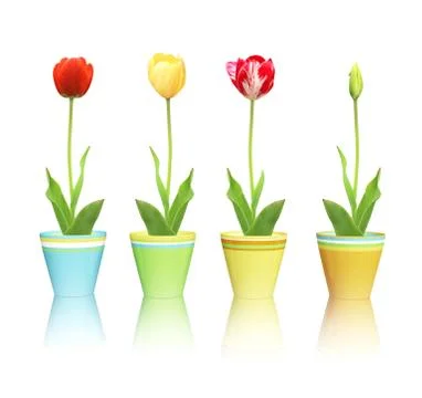 Tulips in pots Stock Illustration