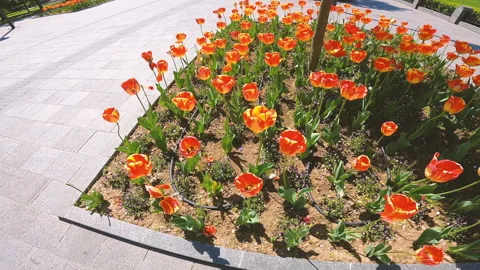 Tulips in public park. Stock Footage 239770931