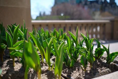 Tulips push up in springtime planter Stock Photos