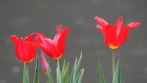 Tulips in the Rain Видео 126291635