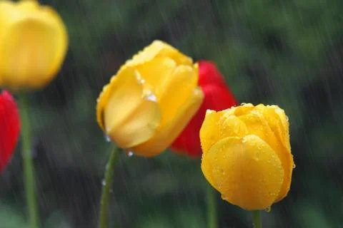 Tulips in the rain Stock Photos