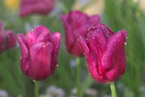 Tulips in the rain Stock Photos