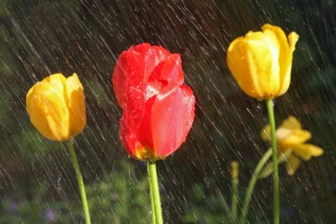 Tulips in the rain Stock Photos